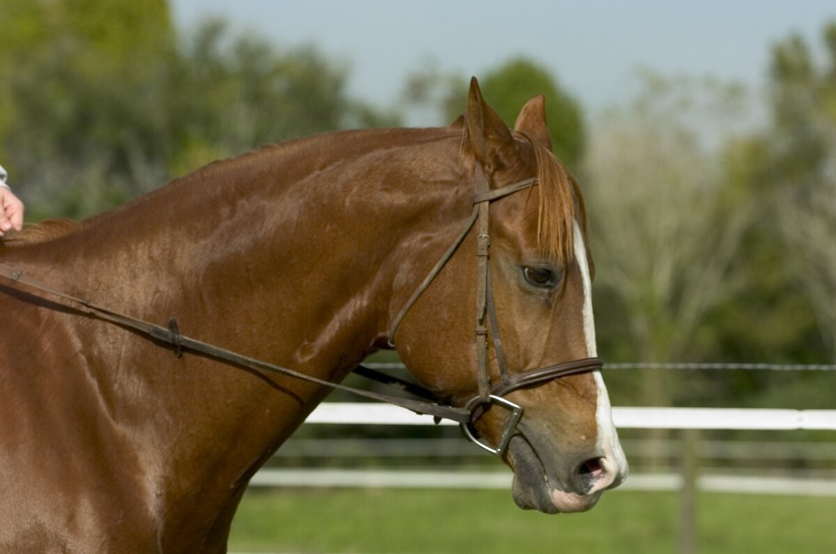 Champion Quarter horse