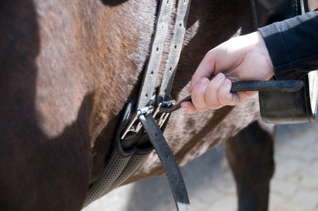 What Size Cinch for Quarter Horse Expert Guide