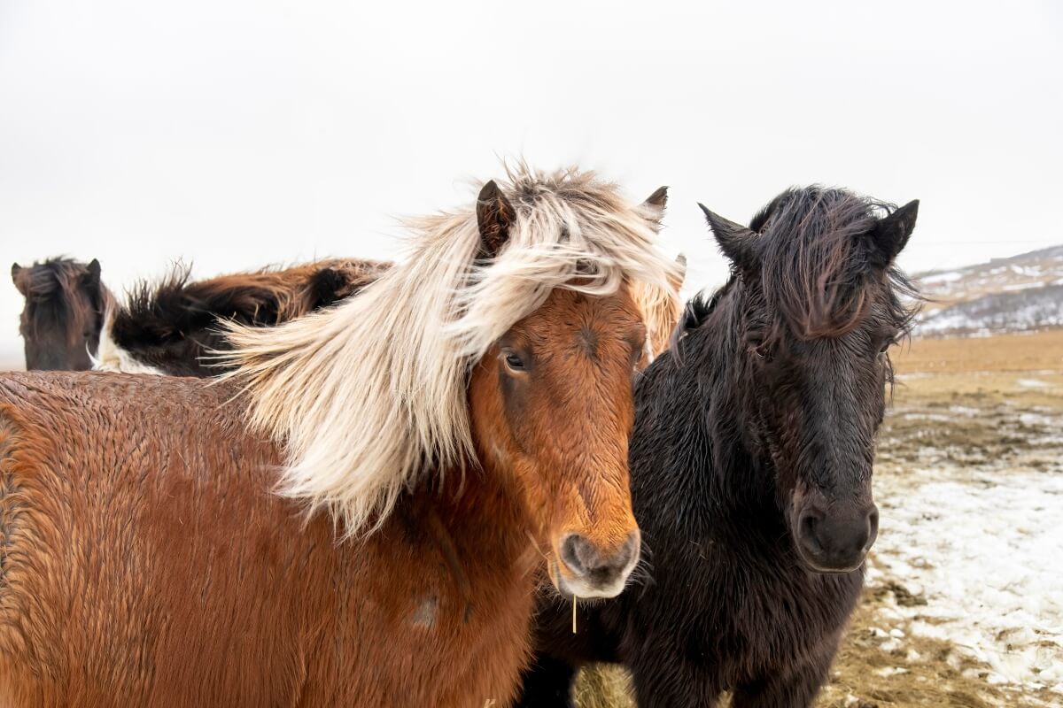 Close up view of two Icelandic horses in winter