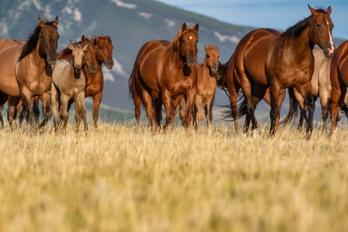 Colorful herd of American Quarter horses mares Colorful herd of American Quarter horses mares