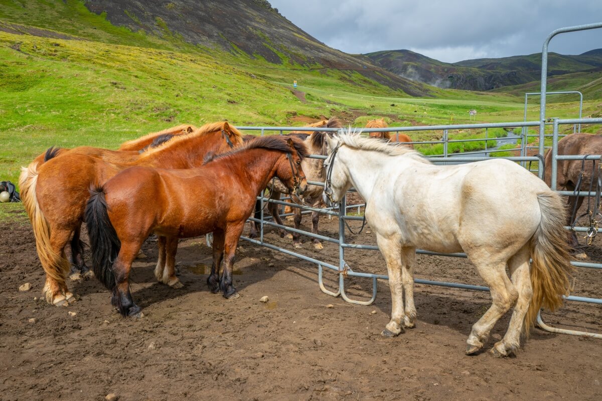 Cute brown and white Icelandic horses with typical manes standing around iron fence
