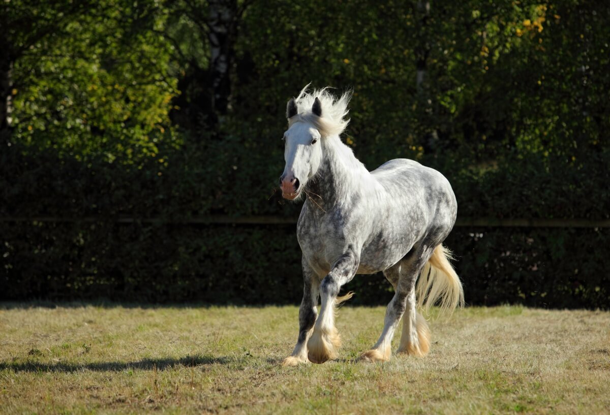 Dapple gray Percheron Draft Horse