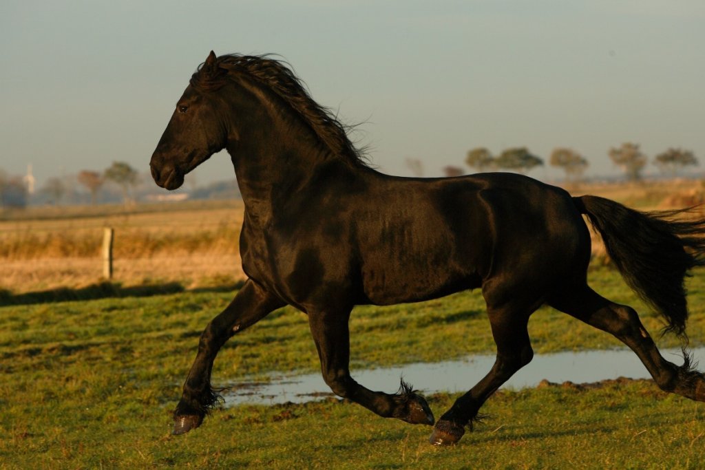 How Tall is a Friesian Horse InDepth Analysis & Key Facts