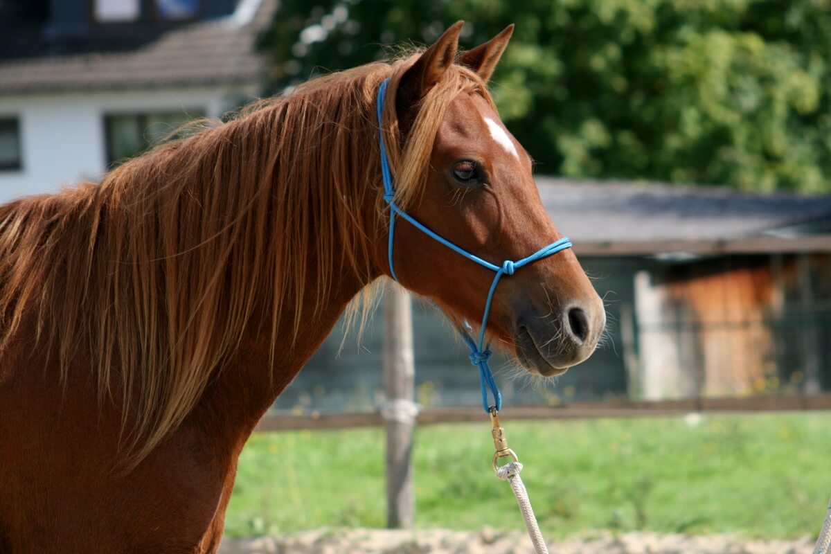 Elegant Quarter horse pony portrait Elegant Quarter horse pony portrait