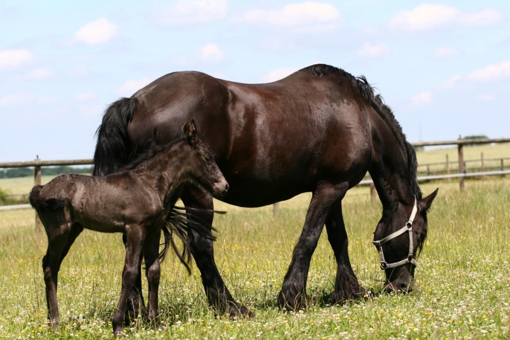 How to Say Friesian Horse Pronunciation and Breed Insights