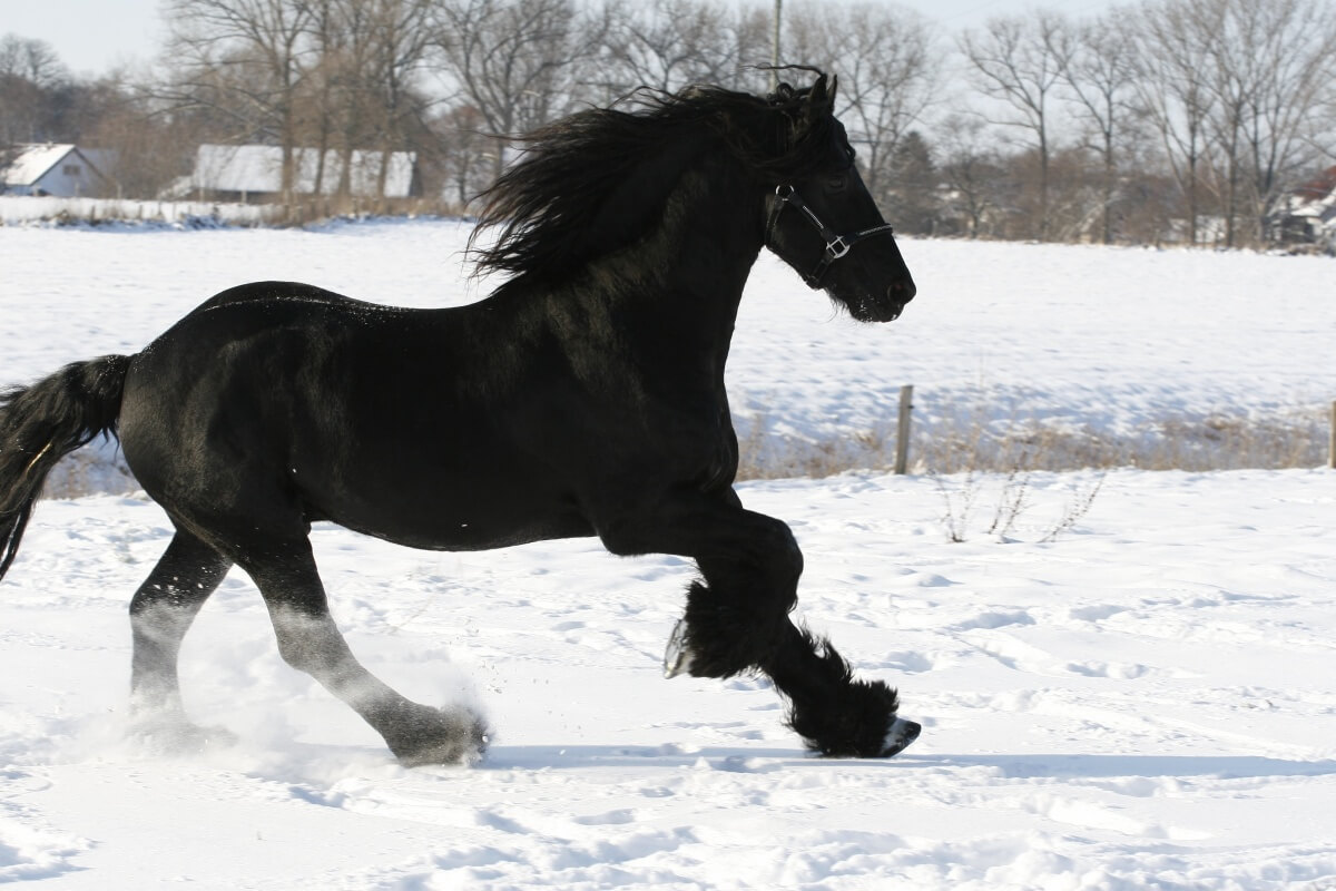 Friesian horse running in winter snow