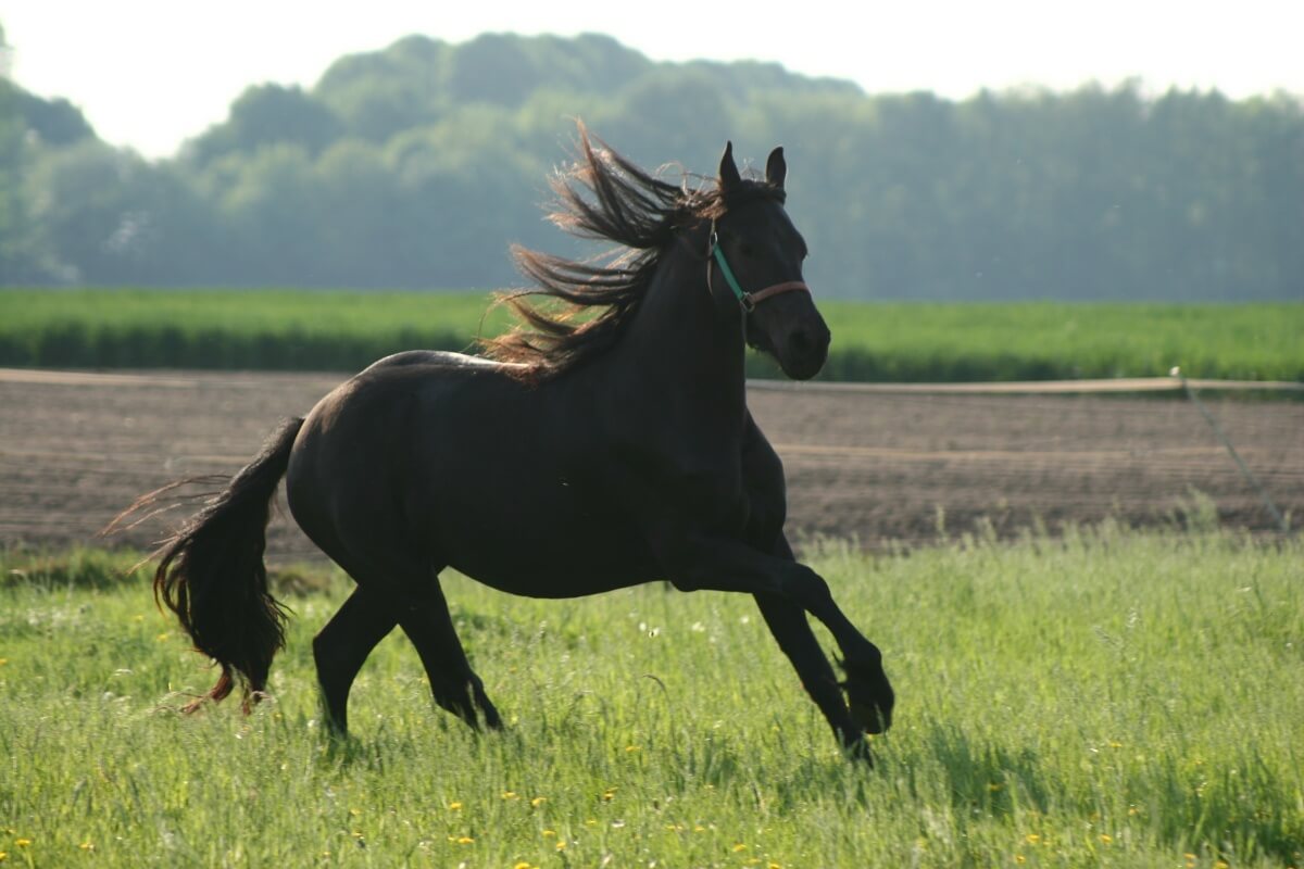 Friesian horse running near a farm field