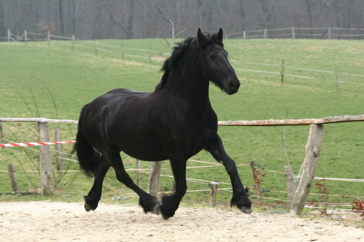 Friesian horse trotting on sand
