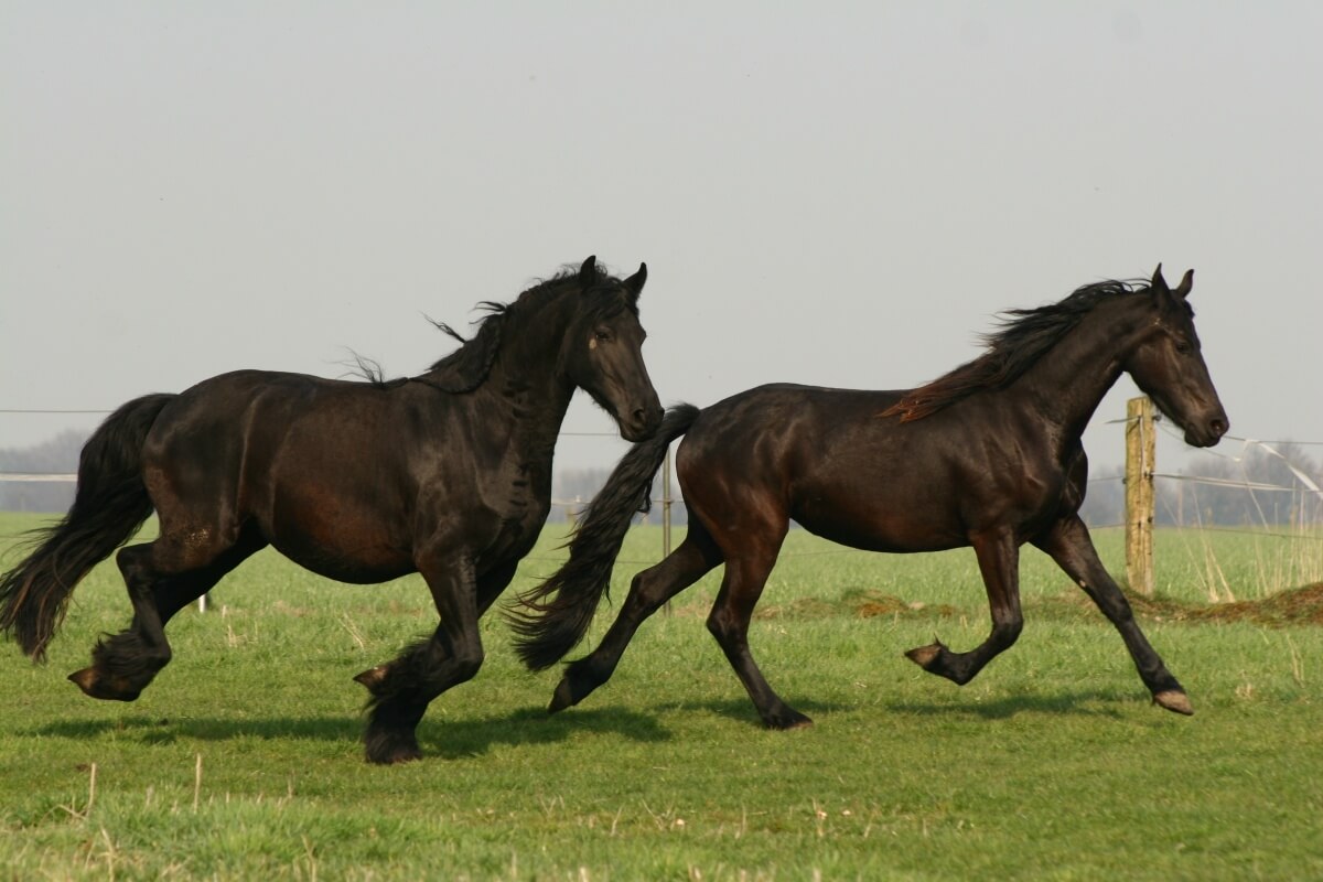 Friesian horses enjoying time running