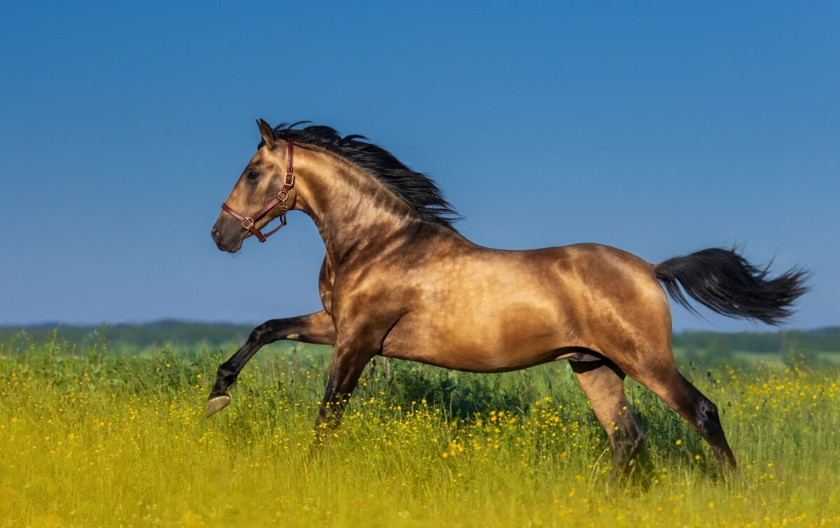Golden bay Shinning Andalusian horse