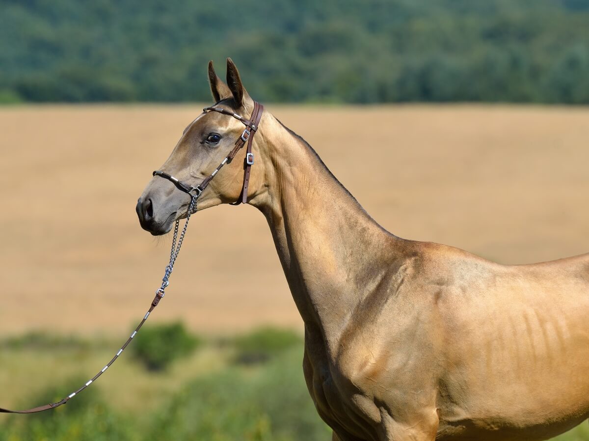 Golden buckskin Akhal Teke stallion outdoors