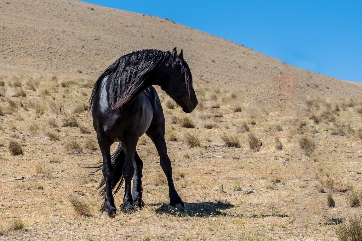 Gorgeous Black Friesian Horse with long mane