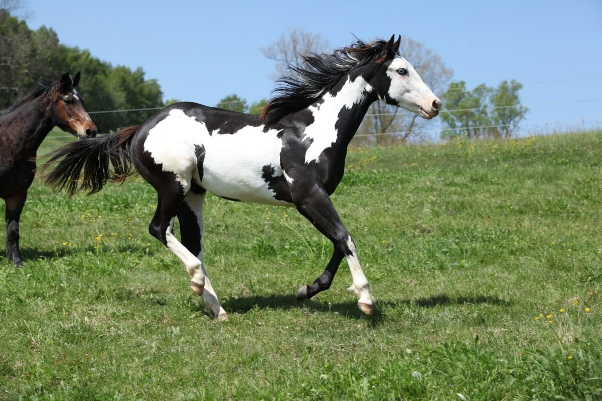 Gorgeous black and white stallion of paint horse running in a forest