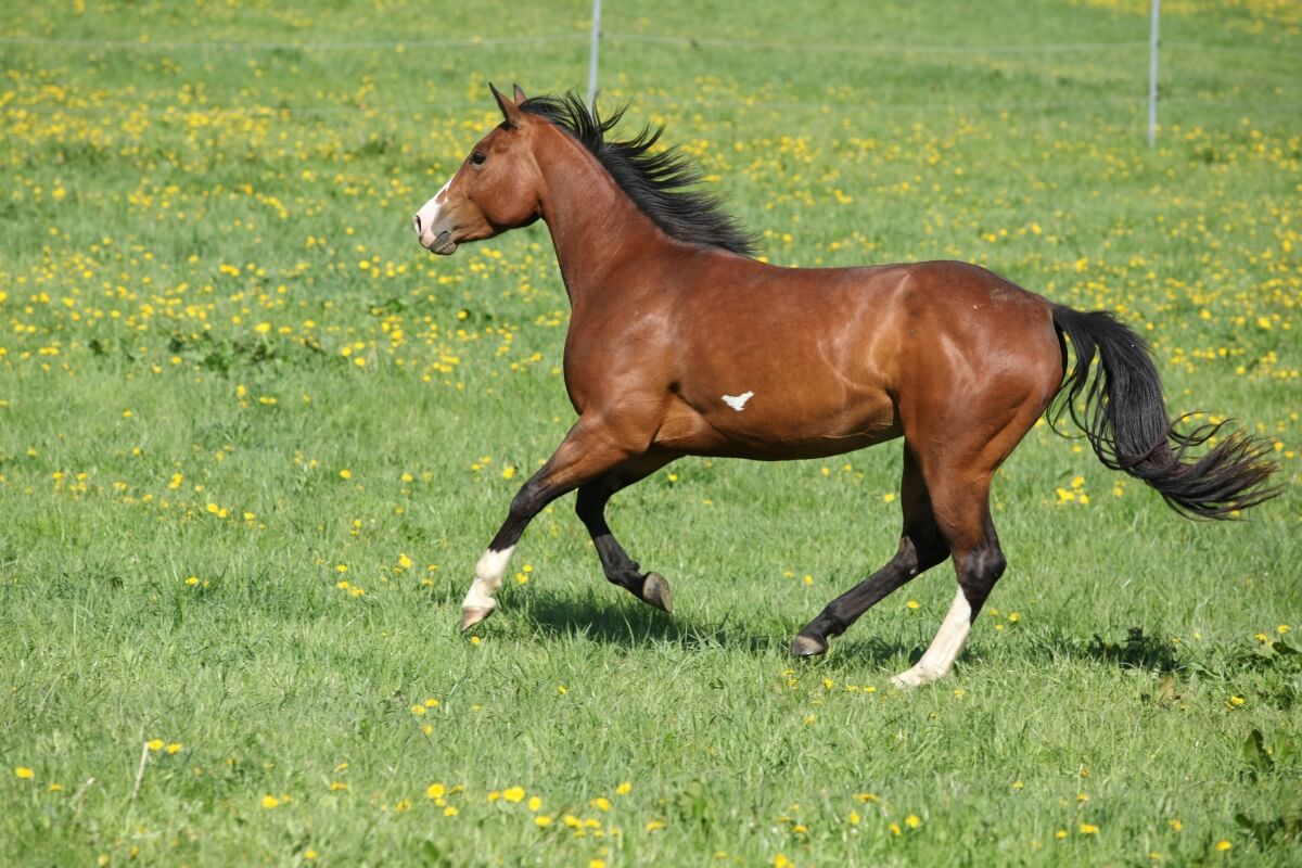 Gorgeous brown paint horse mare running