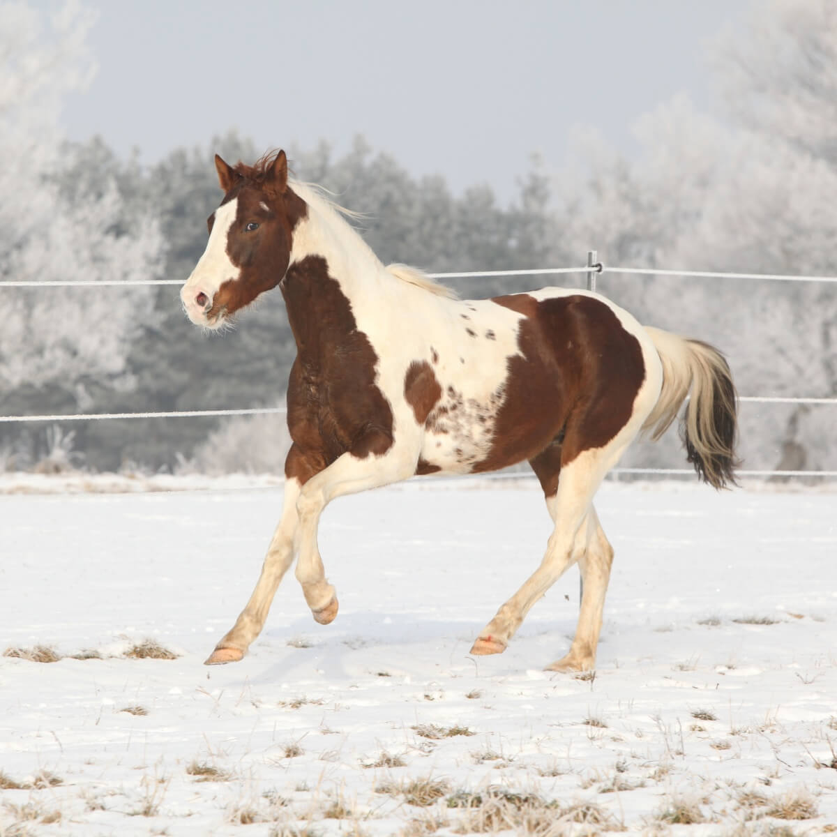 Gorgeous paint horse stallion running on winter snow Gorgeous paint horse stallion running on winter snow
