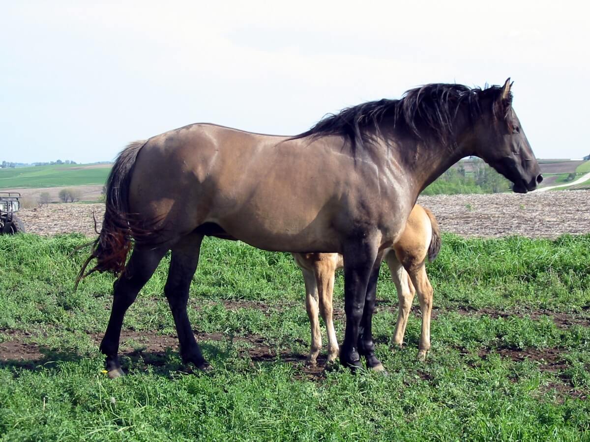 Grulla Quarter Horse Marewith Foal