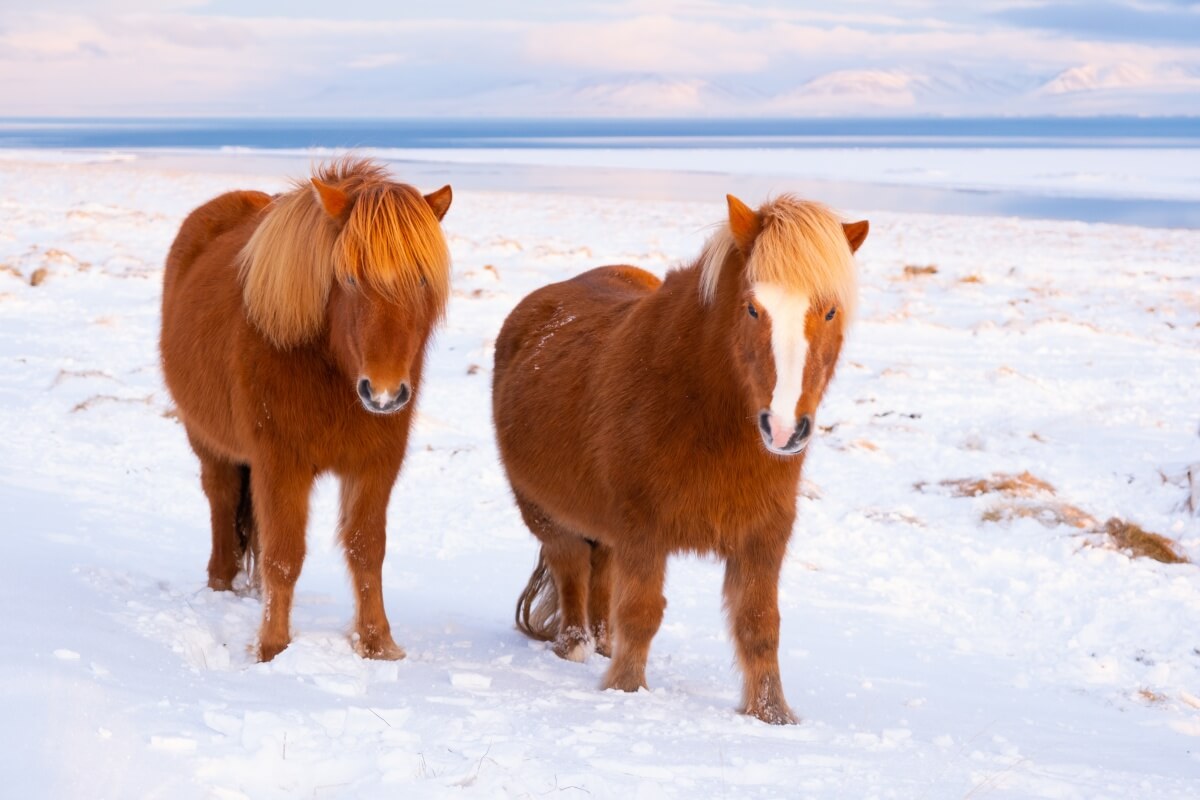 Icelandic Horses In Winter standing on fresh snow