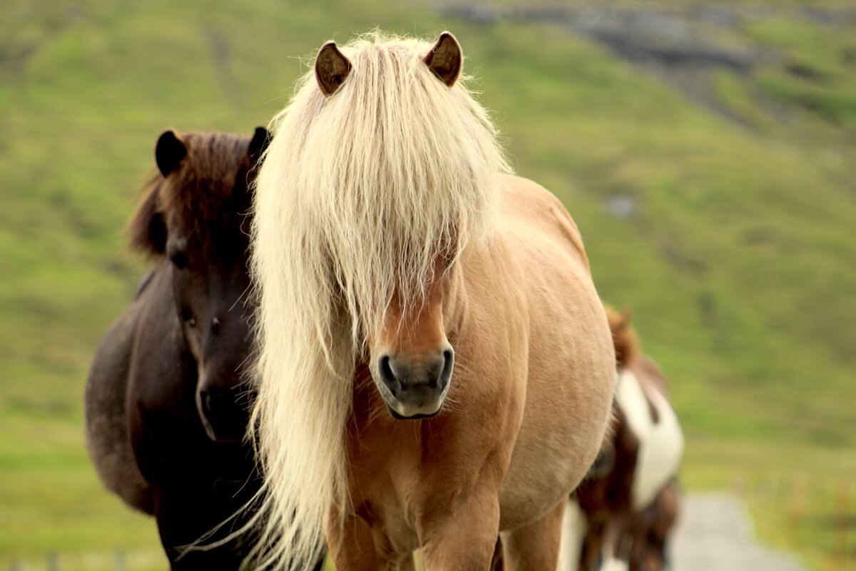 Icelandic horse with a long flowing and blonde mane