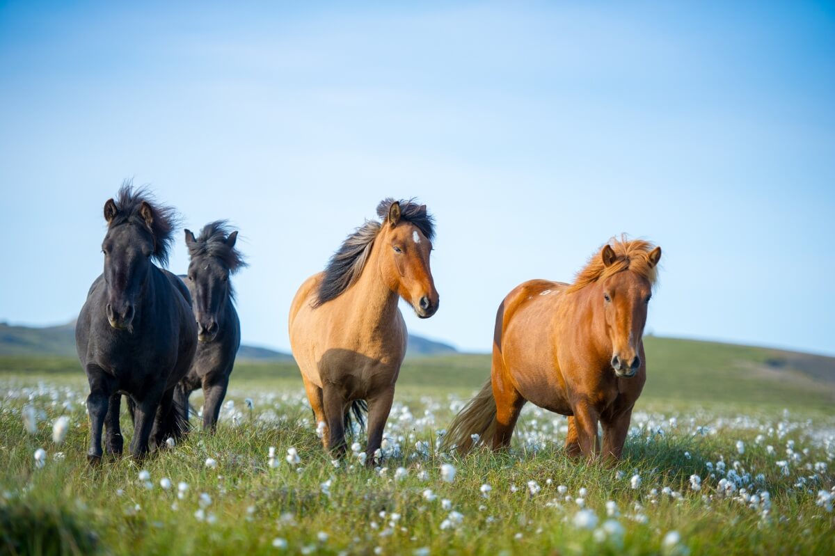 Icelandic horses grazing