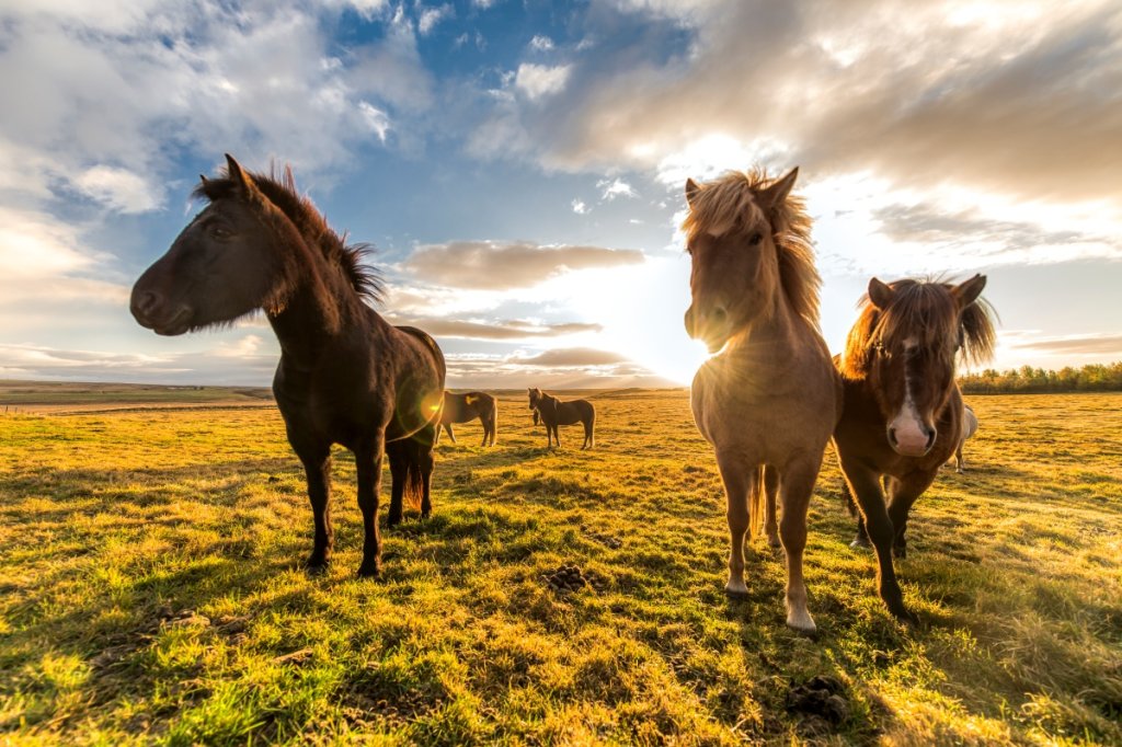 Icelandic Horse vs Normal Horse InDepth Comparison Guide