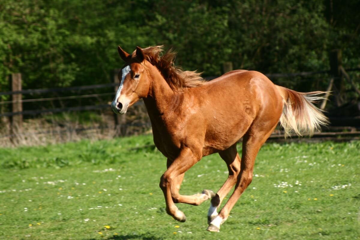 Light brown Quarter horse galloping on meadow