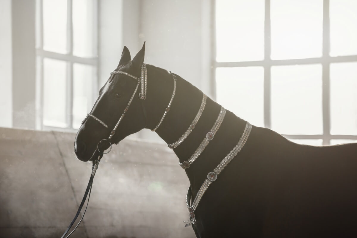 Magnificent black akhal teke gelding horse