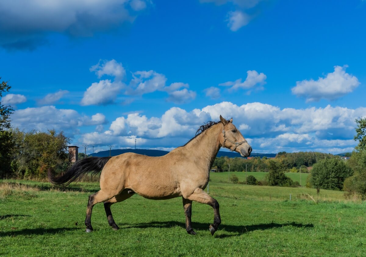 Best Quarter Horse Stallions Expert Guide to Top Picks