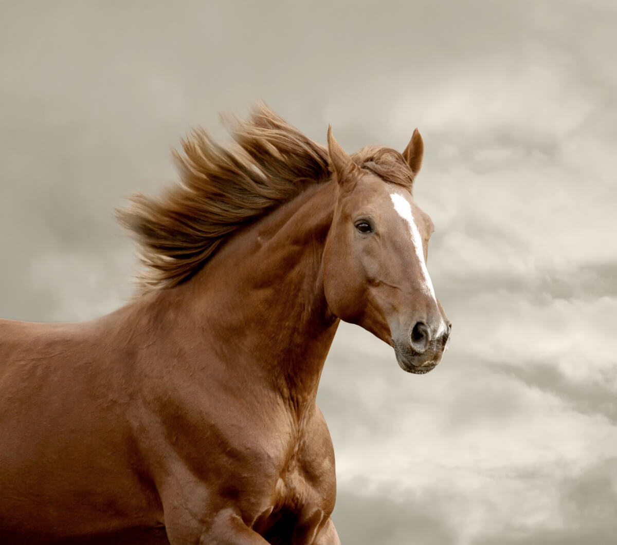 Mustang horse running closeup