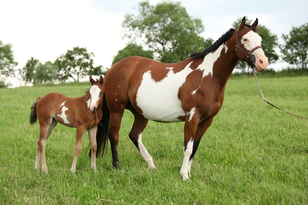 What Does American Paint Horse Look Like Key Traits & Details