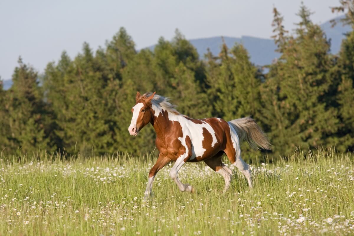 Nice young appaloosa paint horse running Nice young appaloosa paint horse running