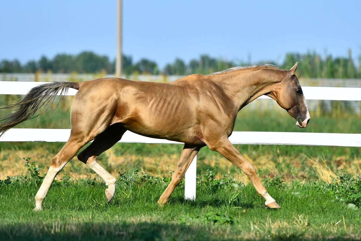 Palomino Akhal Teke stallion running along white fence
