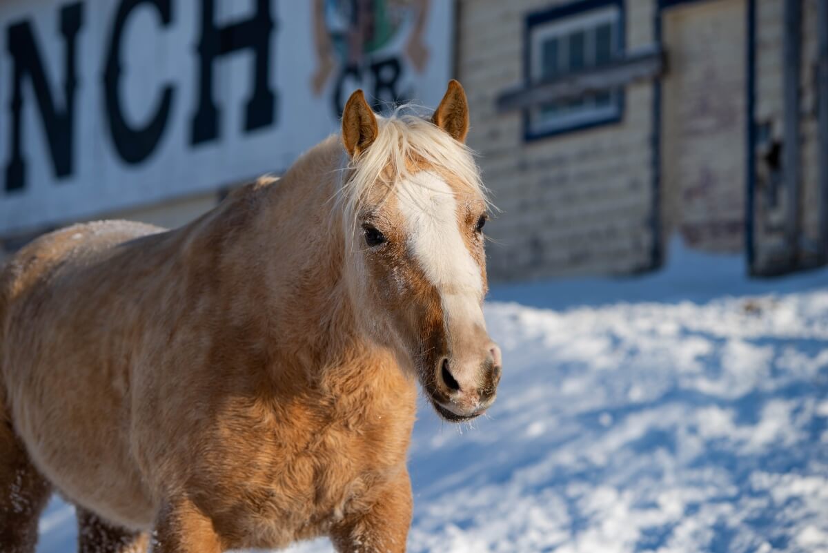 Palomino Quarter Horse Outside in Winter