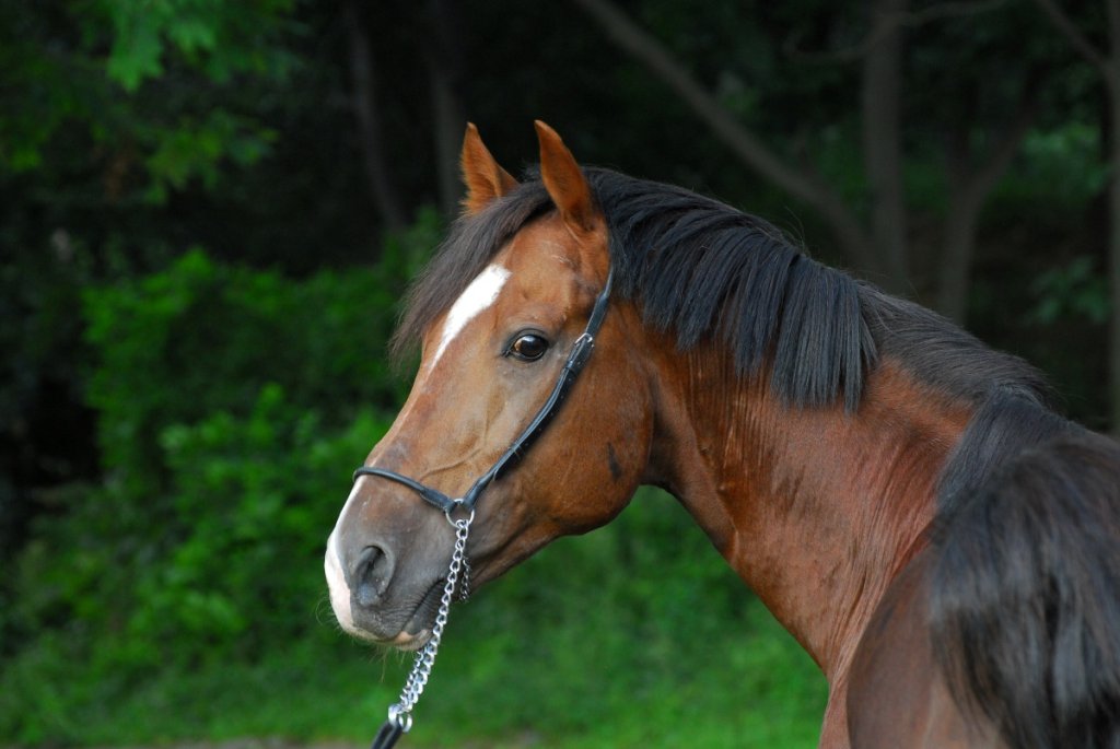 American Paint Horse Coat Colors Comprehensive Guide