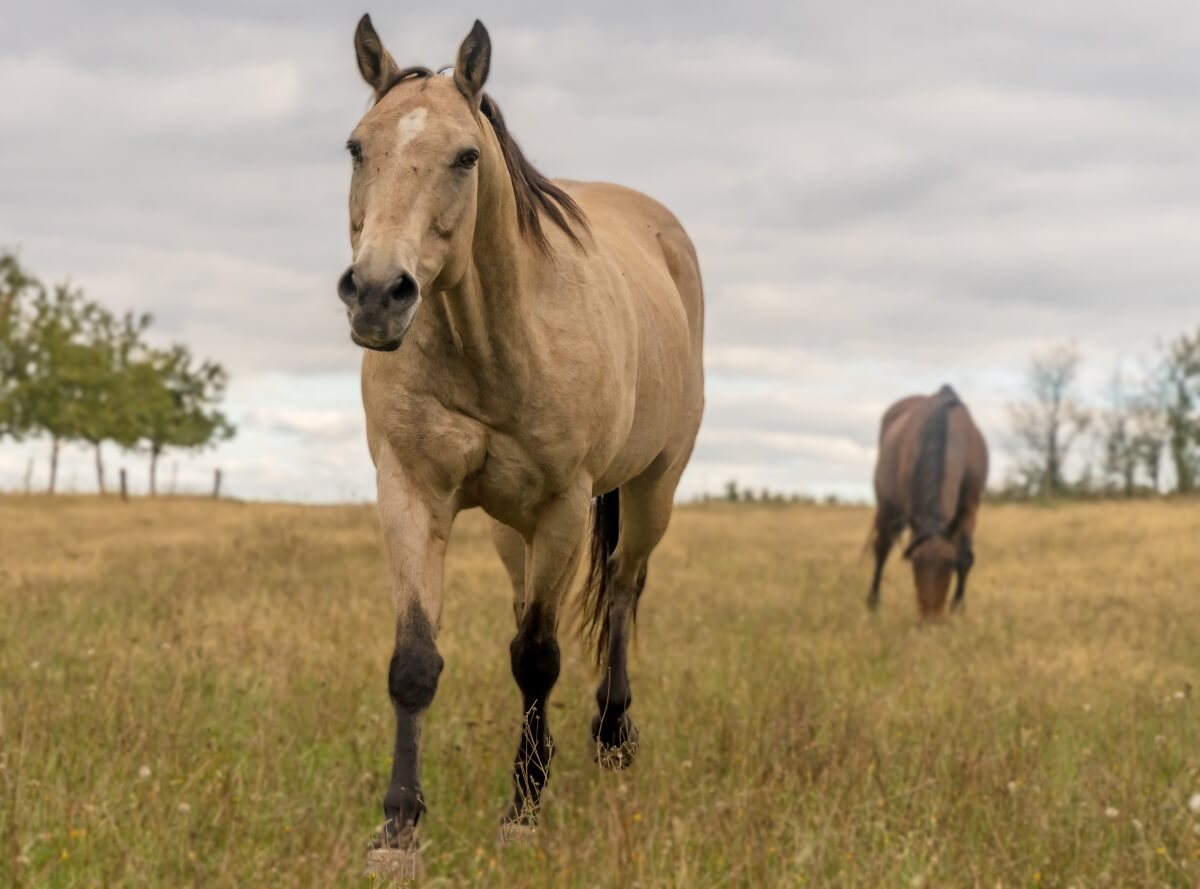 Is a Quarter Horse a Hot Blood Unraveling the Facts