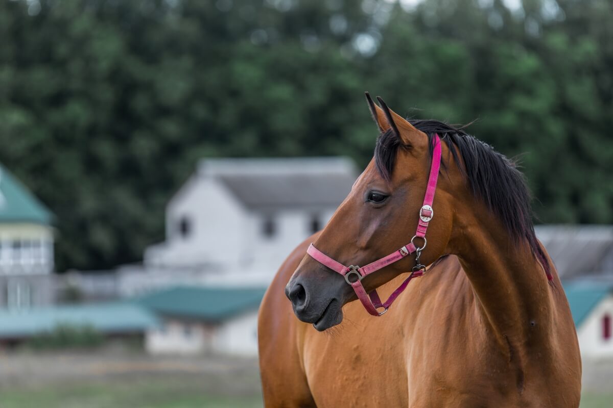 Portrait of a magestic brown quarter horse