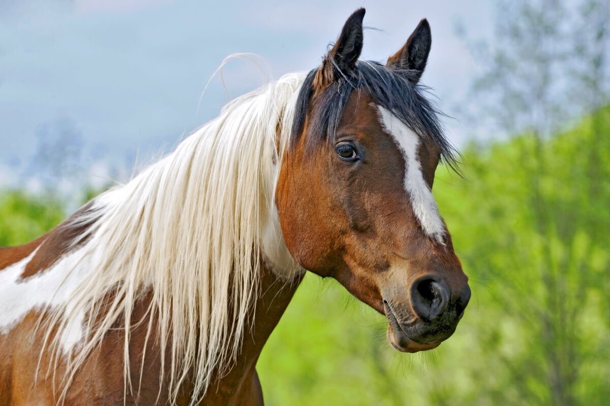 Portrait of an beautiful American Paint Horse watching front side Portrait of an beautiful American Paint Horse watching front side