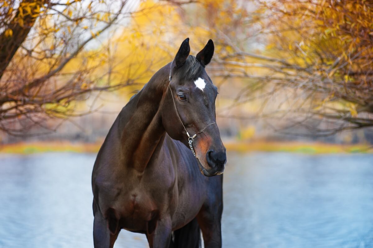 Portrait of beautiful black Mustang horse in a landscape of the river