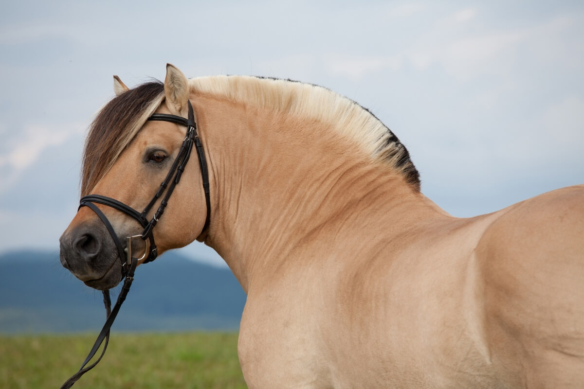 Portrait of nice fjord horse looking backwards