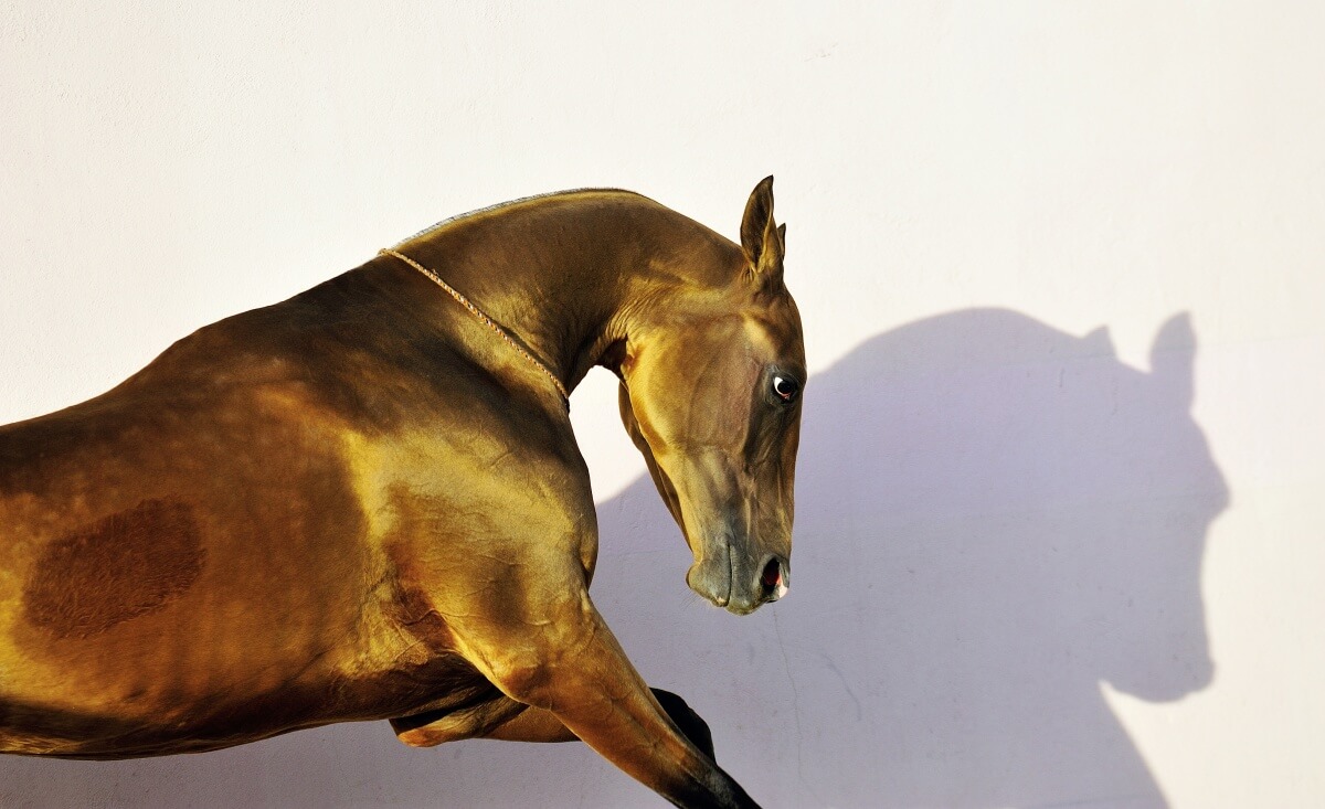Portrait of shinning golden young Akhal Teke playing alone