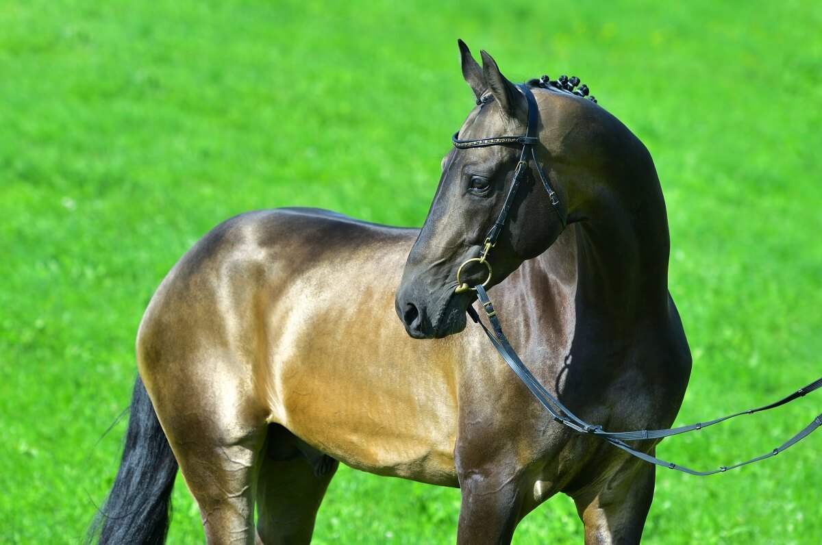Portrat of beautiful buckskin akhal teke stallion in a bridle
