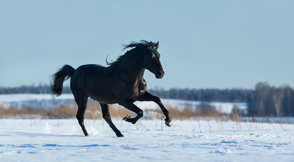 Pure Bred Spanish black stallion gallops
