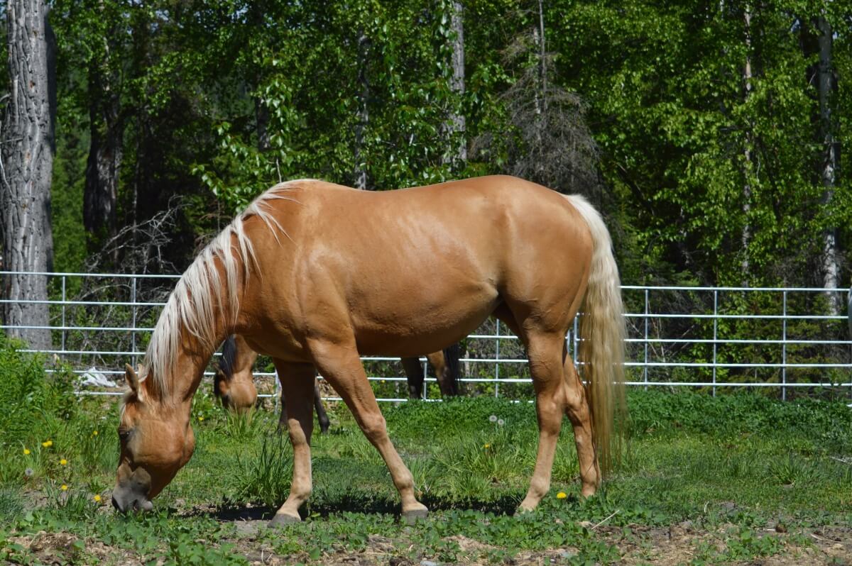 What Size Cinch for Quarter Horse Expert Guide