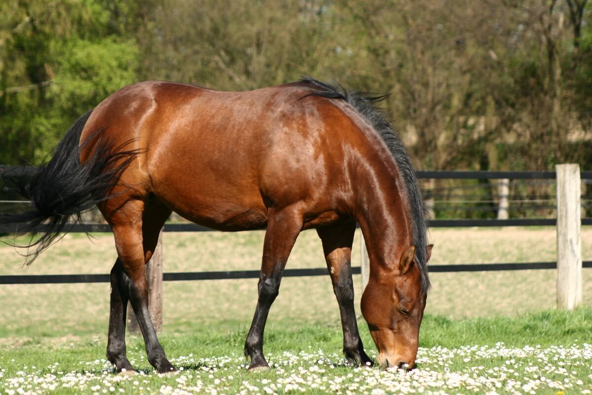 Quarter horse grazing on a green meadow