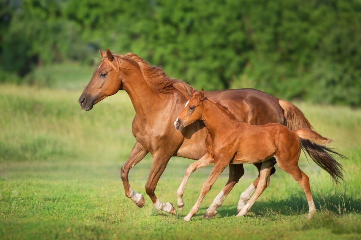 Red quarter horse mare and foal running on spring green meadow Red quarter horse mare and foal running on spring green meadow