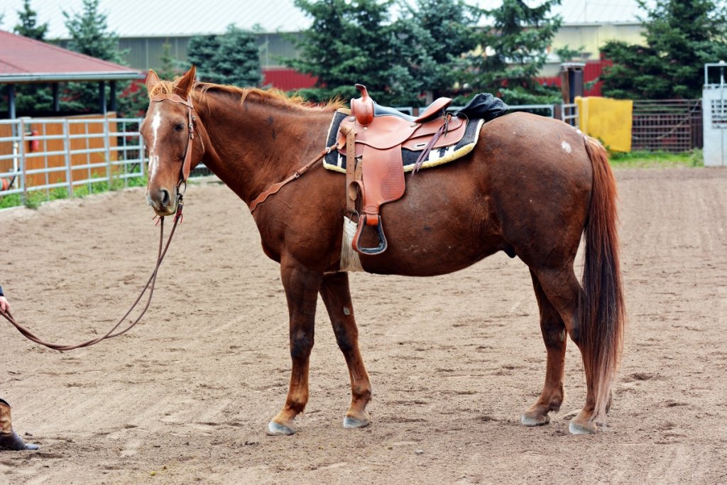 Best Saddle for High Withered Quarter Horse Top Picks & Guide