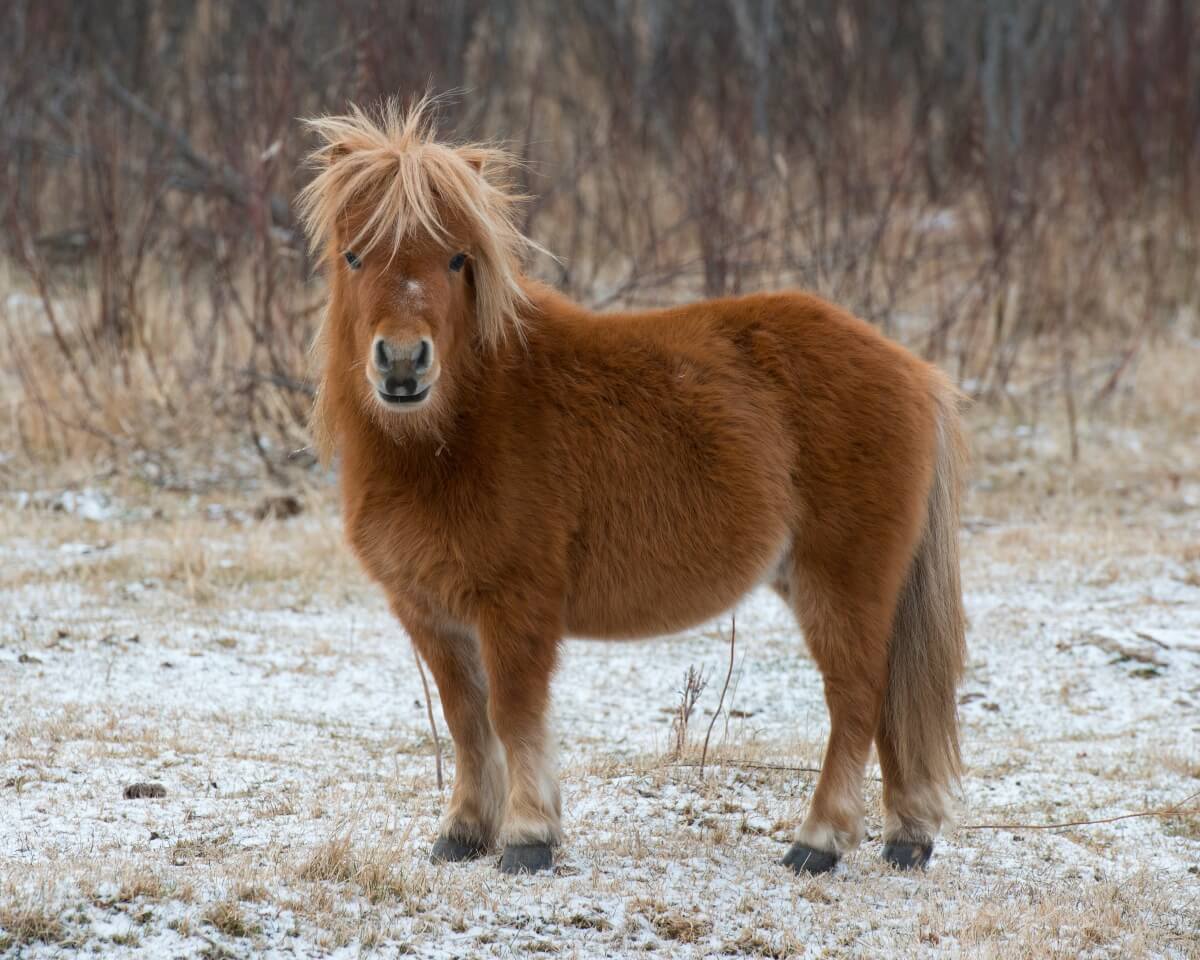 Shetland Pony looking at front in a forest