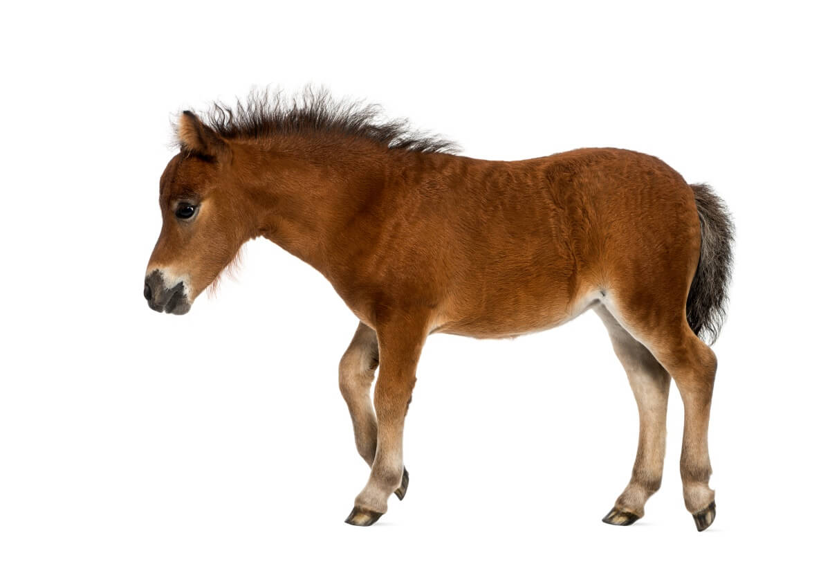 Shetland foal 1 month old