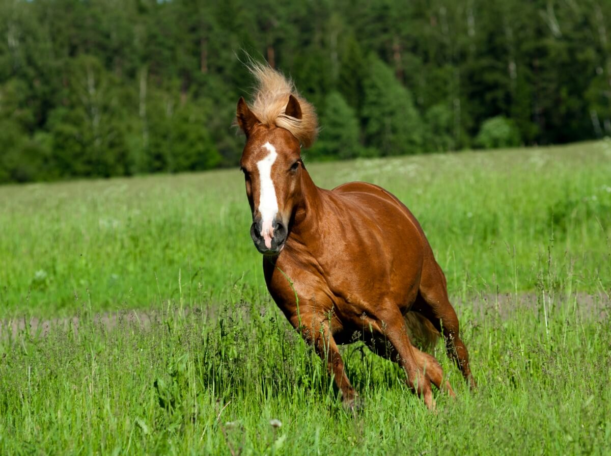 Shetland pony running in tall green grass