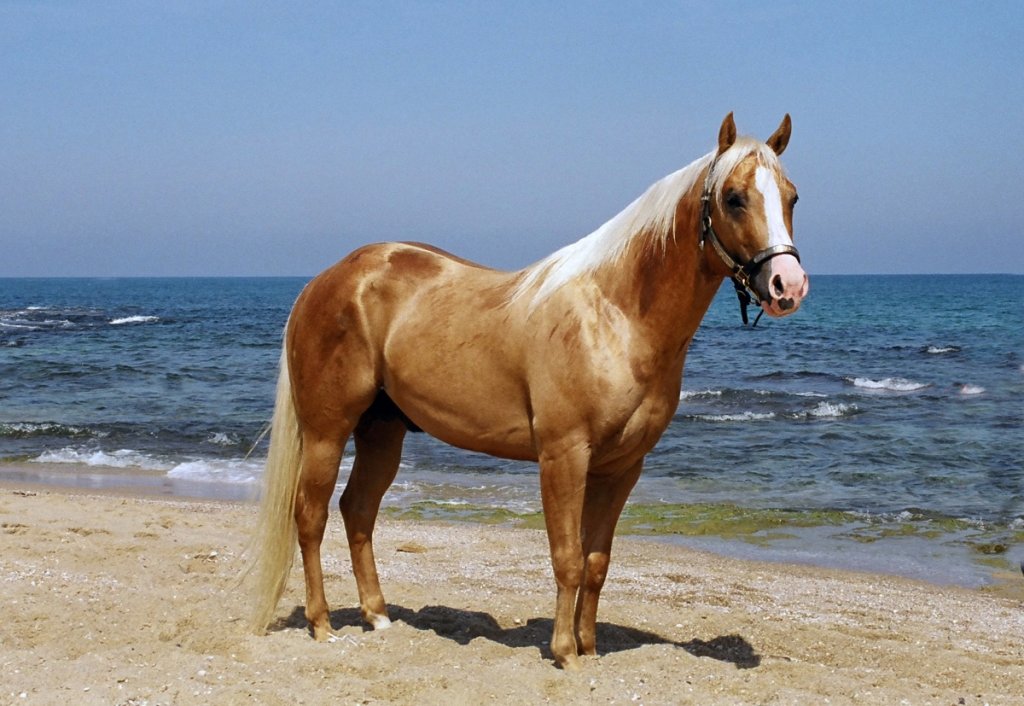 How High Can a Quarter Horse Jump Uncovering the Details