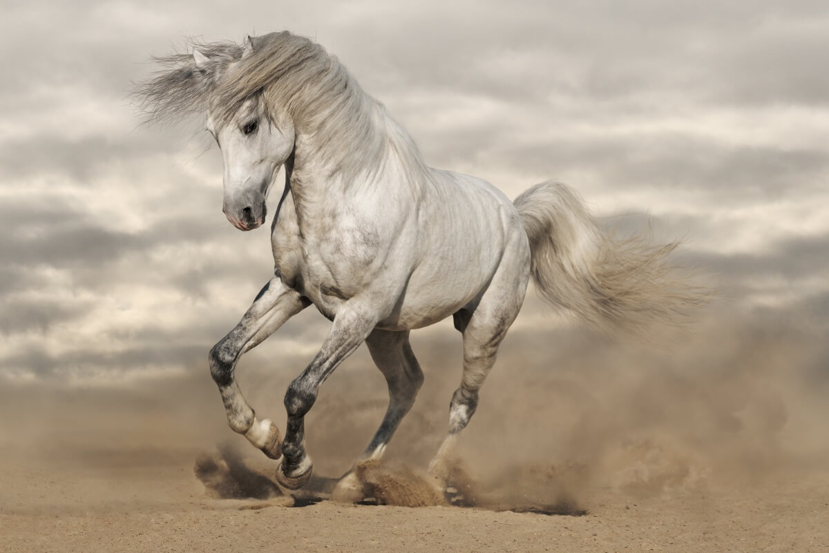 Silver gray Andalusian horse in desert